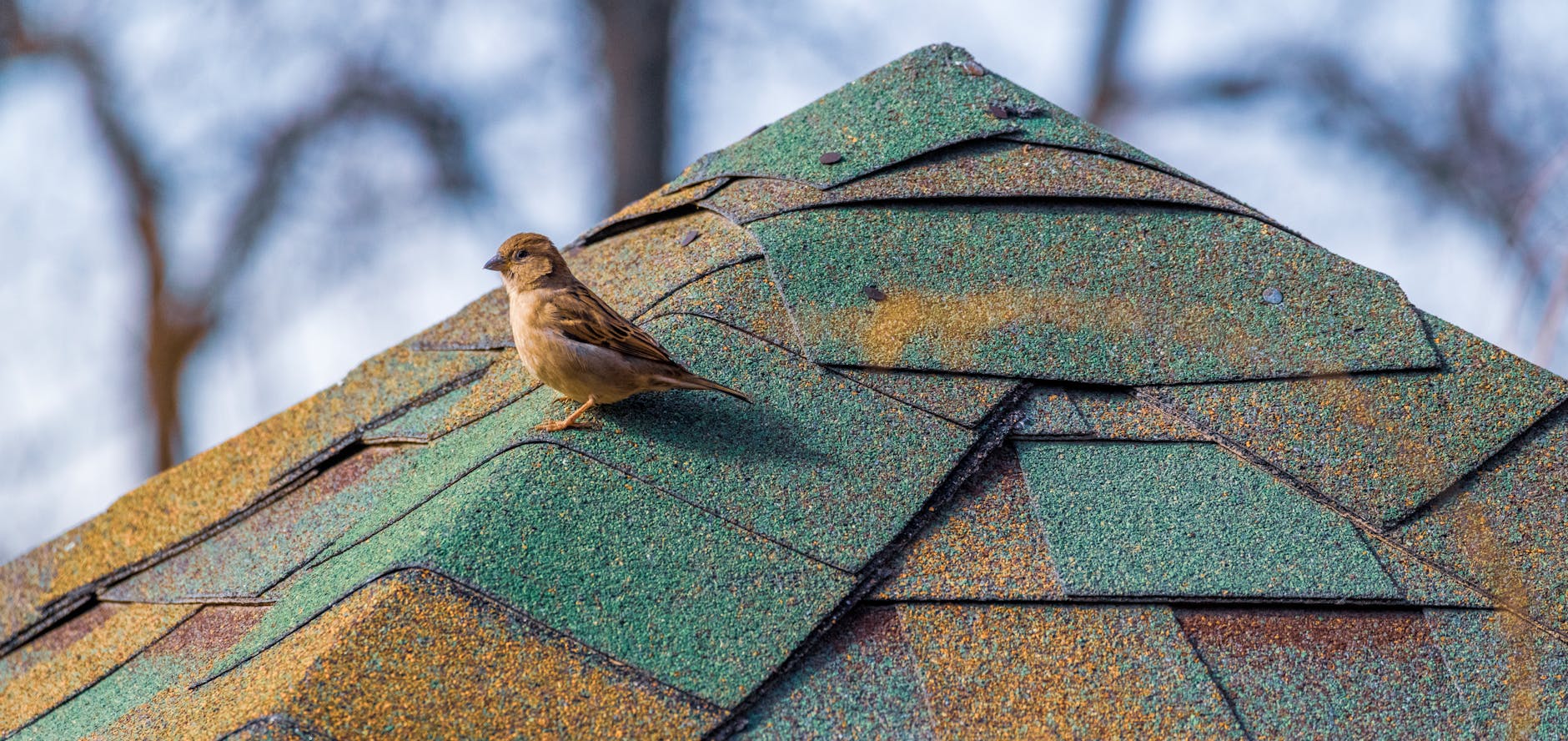 A close-up of high-quality asphalt shingles newly installed on a Salt Lake City home